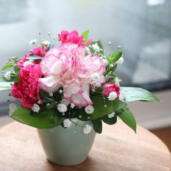 かすみそうの投稿画像一覧 Greensnap グリーンスナップ