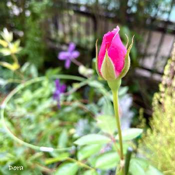 クレマチス アフロディーテ エレガフミナの投稿画像一覧 Greensnap グリーンスナップ