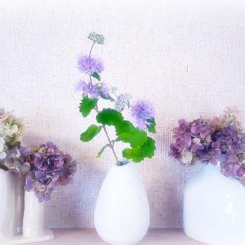 紫陽花 ドライフラワーの投稿画像一覧 Greensnap グリーンスナップ 紫陽花 ドライフラワーの投稿画像一覧 Greensnap グリーンスナップ