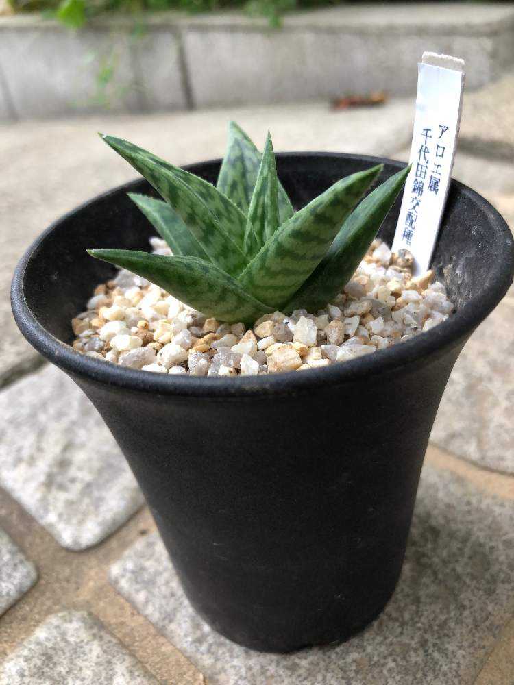 アロエ・千代田錦交配種｜🍀GreenSnap（グリーンスナップ）