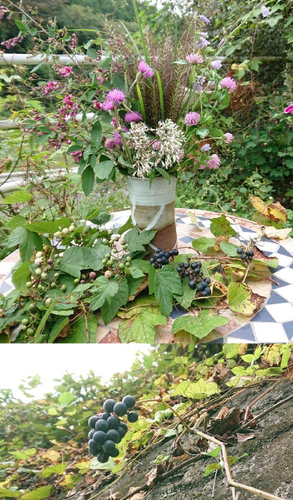 ヤマブドウの投稿画像 By ちっちさんさん ノブドウとチカラシバと山野草とかわいい雑草と花のある暮らしとヤマブドウとエントランスと山野草とかわいい雑草と花のある暮らし 21月9月17日 Greensnap グリーンスナップ Greensnap グリーンスナップ