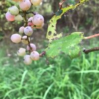 ブドウ,正岡子規の画像