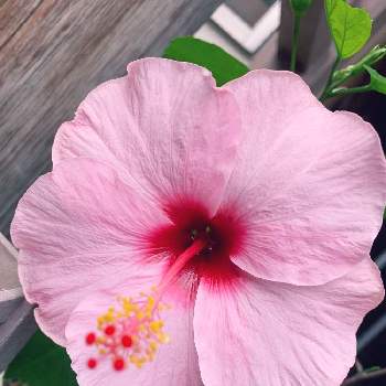 薄いピンクのお花の画像 by EMIさん | バルコニー/ベランダと花のある暮らしとありがとう♡と ハイビスカスと薄いピンクのお花とハイビスカス・ロングライフシリーズとマイブーム