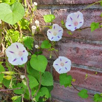 西洋朝顔 ミルキーウェイの投稿画像一覧 Greensnap グリーンスナップ