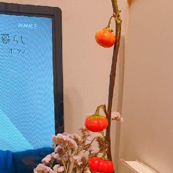 スターチス ピンクソロモンの投稿画像一覧 Greensnap グリーンスナップ