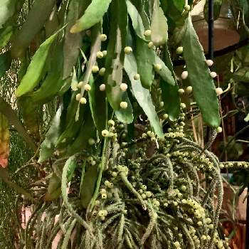 リプサリスホリダの投稿画像一覧 Greensnap グリーンスナップ