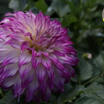 ダリア ウェディングマーチの投稿画像一覧 Greensnap グリーンスナップ