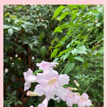 地下茎で増えるの画像 by tamagopanさん | 小さな庭とノウゼンカズラ ピンクとやさしい色...と蔓性植物とピンクのお花と花を愛すると花のある暮らしと地下茎で増える