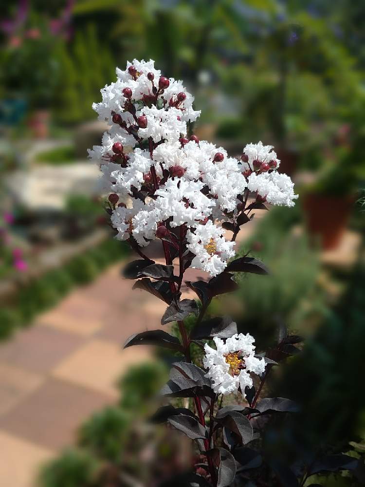 サルスベリ ブラックパールホワイトの投稿画像 By ひろし さん サルスベリと地植えとお気に入りと成長記録とおうち園芸と広い庭とひろしサルスベリと地植えとお気に入りと成長記録とおうち園芸とひろしサルスベリ 21月9月17日 Greensnap グリーンスナップ