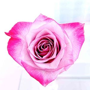 バラ,切り花,ピンク,ピンクの花,薔薇♪の画像