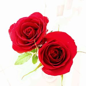 バラ,赤い花,切り花,薔薇♪,花のある暮らしの画像