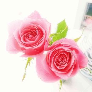 バラ,切り花,ピンク,ピンクの花,薔薇♪の画像