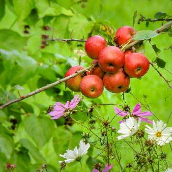 コスモス・秋桜♪の画像 by ゲンガンペーさん | お出かけ先とコスモス・秋桜♪と紅玉リンゴと少しずつ秋の気配…