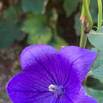 キュン死祭りの画像 by Nico ♪さん | お出かけ先とキキョウと胸キュンと自然と秋の訪れと癒しとお花大好きと花いっぱい！とお花に癒されてと今日の一枚と今日のお花と元気もらえると綺麗と癒されるとキュン死祭りと可愛いと紫の花と素敵