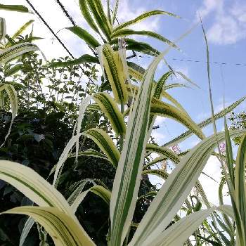 ダンチク の投稿画像一覧 Greensnap グリーンスナップ