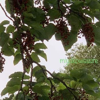 イイギリの実の投稿画像一覧 Greensnap グリーンスナップ