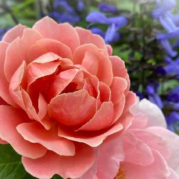 #PWの花の画像 by ちょこっちさん | 小さな庭とバラが好き♪とばら バラ 薔薇とピンク好き♪とバラ　ピンクヴィンテージとガーデニング♪と#PWの花とスーパーサルビアロックンロール ブルーティアーズ