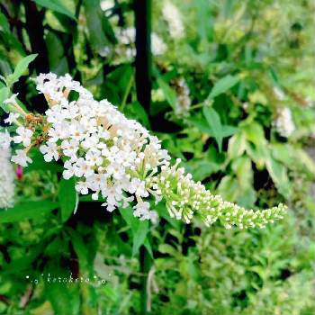 小さな花の集まりの投稿画像一覧 Greensnap グリーンスナップ