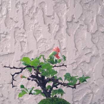 長寿梅（赤花）の画像 by ものもさん | バルコニー/ベランダと盆栽と長寿梅（赤花）と長寿梅盆栽