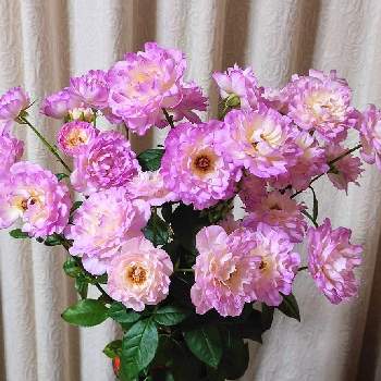スプレーバラ シーアネモネの画像 by raizouさん | バラと薔薇とスプレーバラ シーアネモネとシーアネモネと好きな切り花とＹシーアネモネ