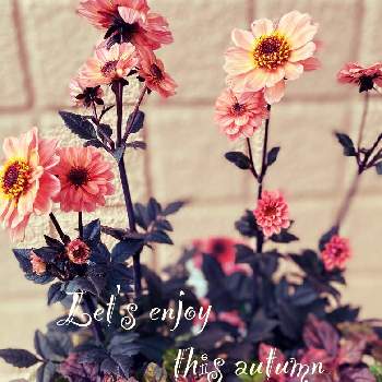この世は美しさで満ちているの画像 by hanahiroさん | 小さな庭と植物のある暮らしと花と緑のある暮らしと手作りの庭と癒しと花いっぱい！とGS映えとナチュラルガーデンとGSのみなさんに感謝♡とアルテルナンテラ！と今日の一枚とお家で園芸と可愛いとガーデニングと花のある暮らしと花が好きとプチダリア ハミングブロンズ エタニティとこの世は美しさで満ちているとダリア☆とプチダリア♡と植物に癒されて