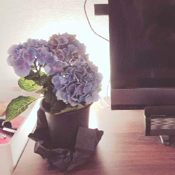 紫陽花ハイドランジアの画像 by hanakoさん | 部屋とハイドランジア、シティーラインシリーズと紫陽花ハイドランジアと初植木