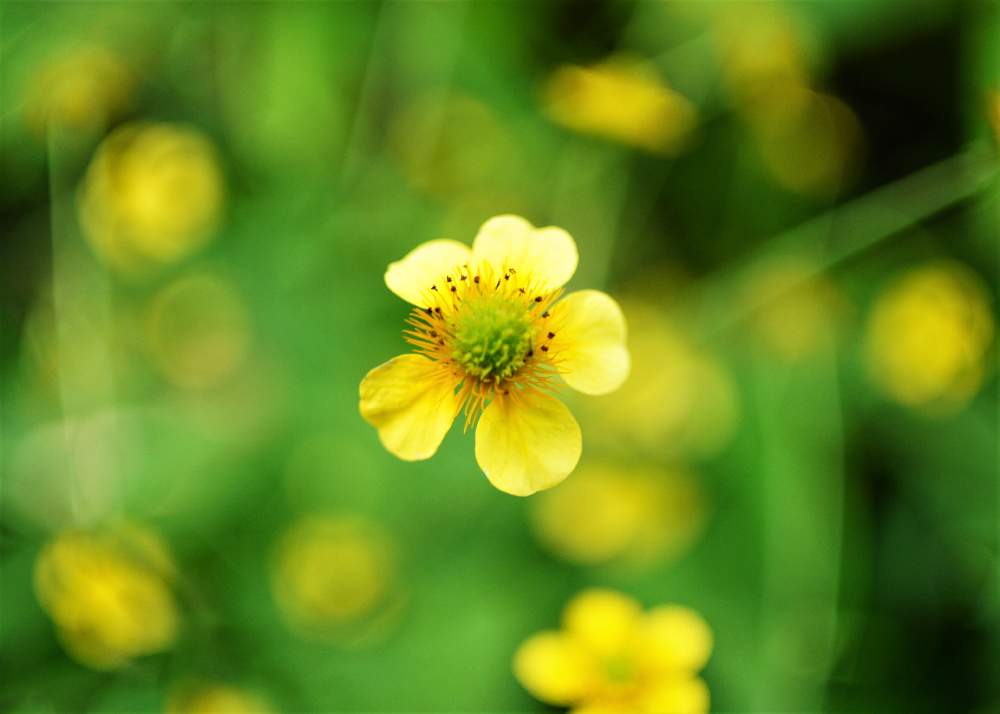 お出かけ先の画像 by XLCRさん | お出かけ先とダイコンソウと山野草と黄色い花と大根草