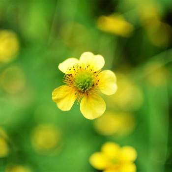 大根草の投稿画像一覧 Greensnap グリーンスナップ