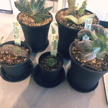 万年青 の投稿画像一覧 Greensnap グリーンスナップ