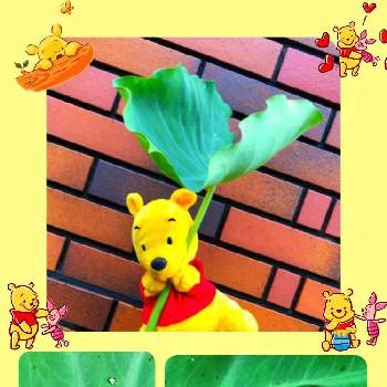 プーさんの投稿画像一覧 Greensnap グリーンスナップ