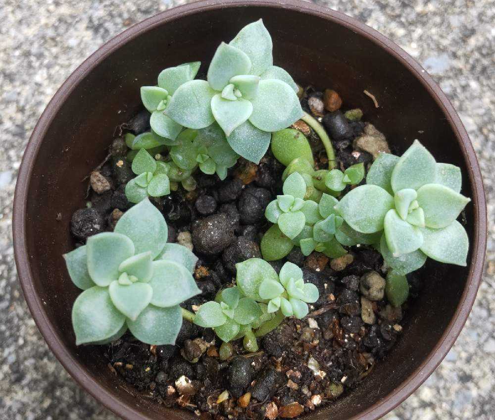 多肉植物　白牡丹　葉挿し抜き苗２つ 多肉植物 白牡丹 葉挿し抜き苗2つ 多肉植物 白牡丹 葉挿し