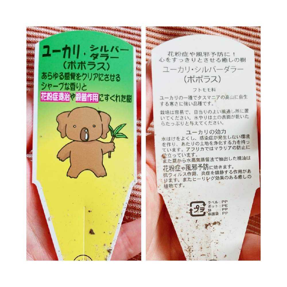 ユーカリポポラス-成長記録1年目-2021年7月〜｜🍀GreenSnap（グリーン