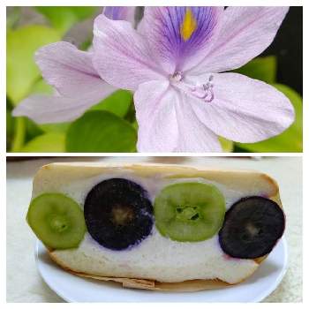 姫ホテイアオイの投稿画像一覧 Greensnap グリーンスナップ