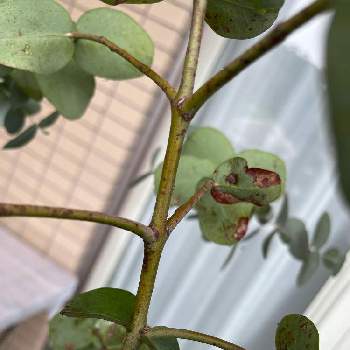 ユーカリ シルバードロップの投稿画像一覧 Greensnap グリーンスナップ