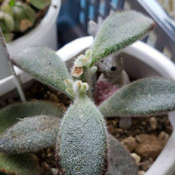 野うさぎの投稿画像一覧 Greensnap グリーンスナップ