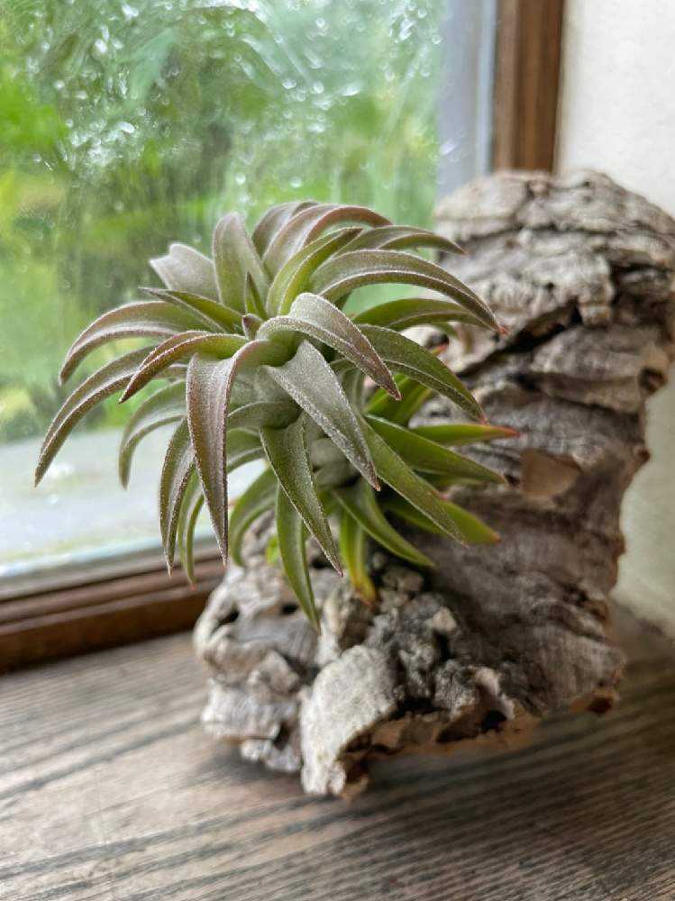 イオナンタ・バンハイニンギージャンボの成長記録｜🍀GreenSnap