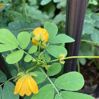 決明子 ケツメイシの投稿画像一覧 Greensnap グリーンスナップ