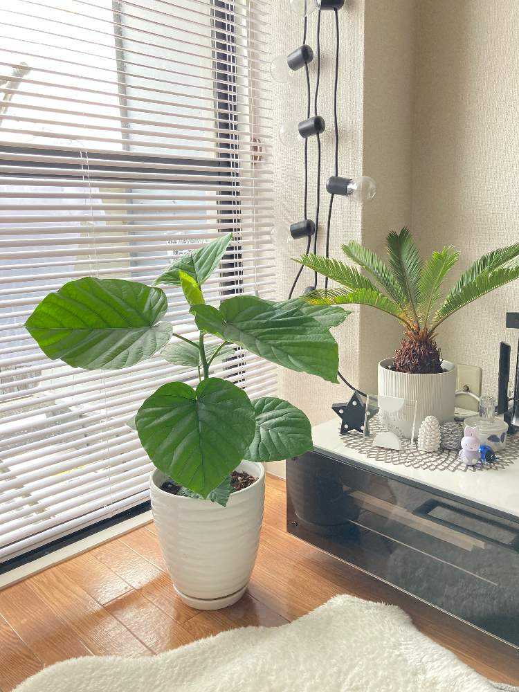 植物ど素人が育てる】ウンベラータの記録【植物愛爆発】｜🍀GreenSnap