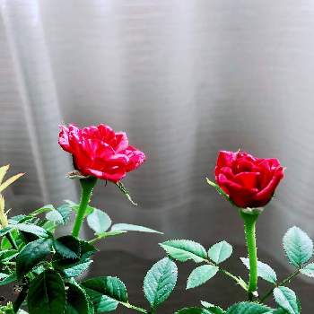 また咲いた❣️の画像 by Yumimiさん | 窓辺とミニ薔薇 ジジと花はいいなぁ❣️とおうち園芸とミニバラ　ジジ♡と咲いてますと꒰ღ˘◡˘ற꒱かわゅ~と花のある暮らしとお花は癒しと可愛いね♡とまた咲いた❣️とサシ入り牛肉