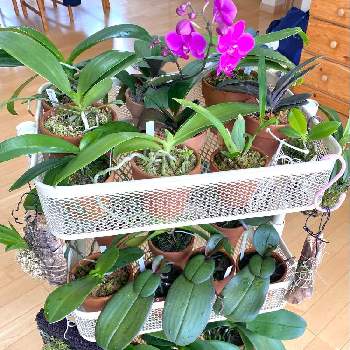 原種胡蝶蘭の投稿画像一覧 Greensnap グリーンスナップ