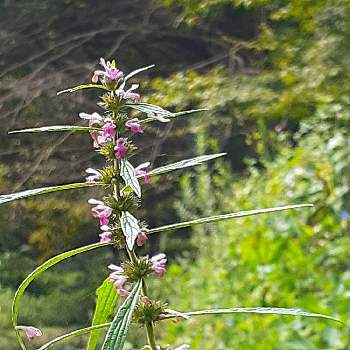 メハジキの画像 by anne.2311さん | お出かけ先とメハジキと山野草と在来種と笑って咲く花