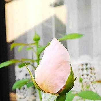 セントセシリアの投稿画像一覧 Greensnap グリーンスナップ