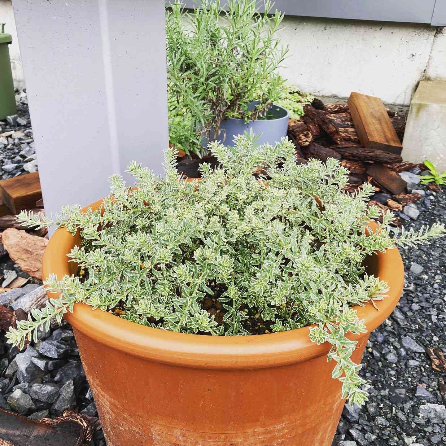 ウエストリンギア成長記録｜🍀GreenSnap（グリーンスナップ）