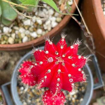 どんどん増えるの投稿画像一覧 Greensnap グリーンスナップ