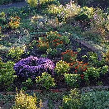 mi～ハートコーナーの花たちの画像 by mimimintさん | 小さな庭とオシロイバナとマリーゴールドとこぼれ種とmi～ハートコーナーの花たち