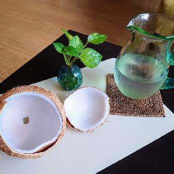 ヤシの実の画像 by aquamarineさん | 部屋とヤシの実とおやつと椰子の実