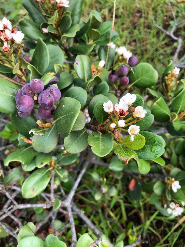 シャリンバイの投稿画像 By 熊だよ さん お散歩と花のある暮らしとマルバシャリンバイとお出かけ先と街路樹とお散歩と花のある暮らしと街路樹 21月9月18日 Greensnap グリーンスナップ Greensnap グリーンスナップ