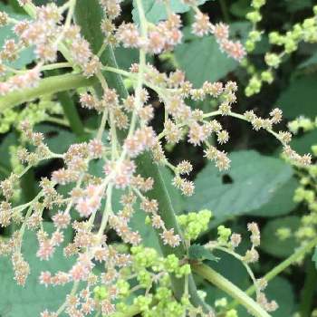 雌花 の投稿画像一覧 Greensnap グリーンスナップ