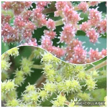 雌花 の投稿画像一覧 Greensnap グリーンスナップ