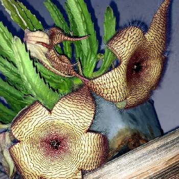 キモカワの画像 by sorahakuさん | アプローチと多肉植物と植物のある暮らしとキモカワと植中毒と癒し空間と成長記録と珍奇植物と花のある暮らしといやされると勉強中